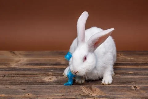 White rabbit Stock Photos