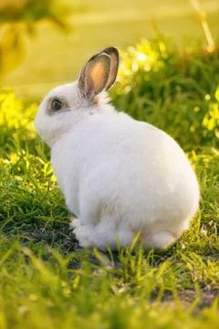 White rabbit Stock Photos