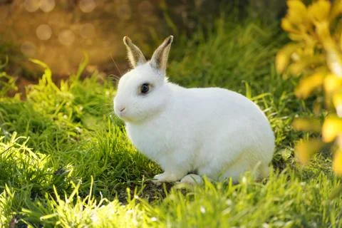 White rabbit Stock Photos