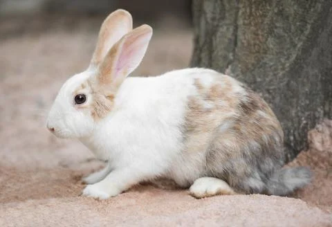 White rabbit Stock Photos