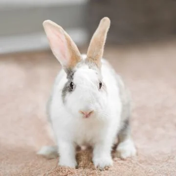 White rabbit Stock Photos
