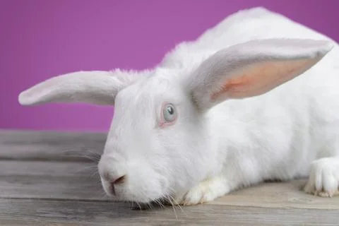White rabbit Stock Photos