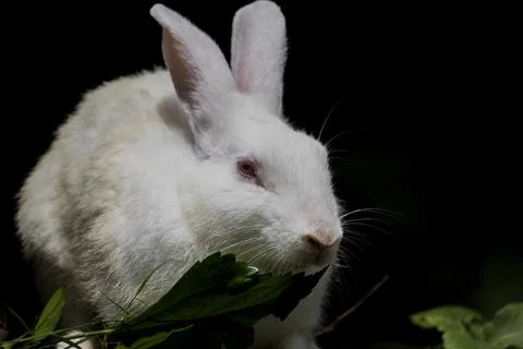 White Rabbit Stock Photos