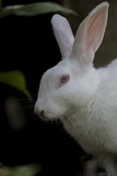 White rabbit Stock Photos