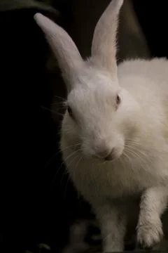 White Rabbit Stock Photos