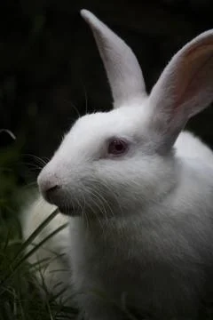 White rabbit Stock Photos