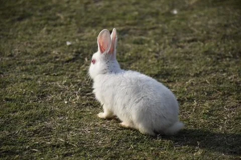 A White rabbit Stock Photos