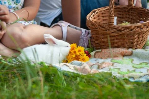 White Rabbit at a picnic, the Bunny eats the yellow flowers, Stock Photos