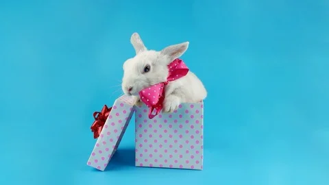 White rabbit with pink bow sitting in gift box, ready for chroma key Stock Footage 96580715