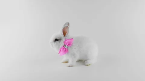 White rabbit with pink bow, sitting sideways, shakes, looped footage Stock Footage 103131875