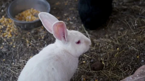 White rabbit with pink eyes sitting on hay-covered ground near a feeding bowl Stock Footage 327484531
