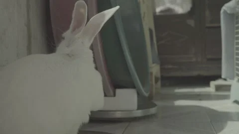 White Rabbit Profile In Window Light in China 4K Stock Footage 346203022