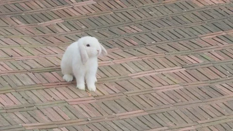 White rabbit in a rabbit cage paved with brown bricks Cute pet with lovely long  Stock Footage 230579202