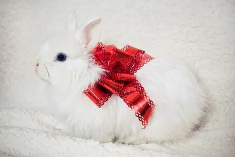 White rabbit with red bow Stock Photos