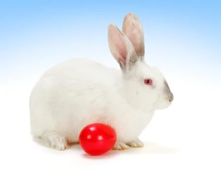 White rabbit with red easter egg Stock Photos