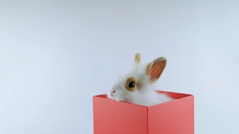 White rabbit in red gift box, stands up, looking around, sniffing Stock Footage 103508674