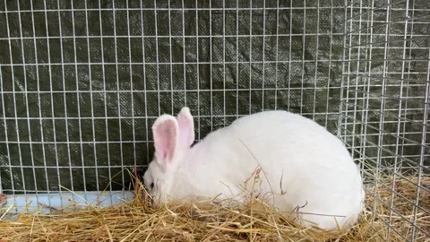 White Rabbit Relaxes in Hay in Cage Stock Footage 285653103
