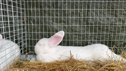 White Rabbit Relaxes in Hay Inside Cage Stock Footage 287366503