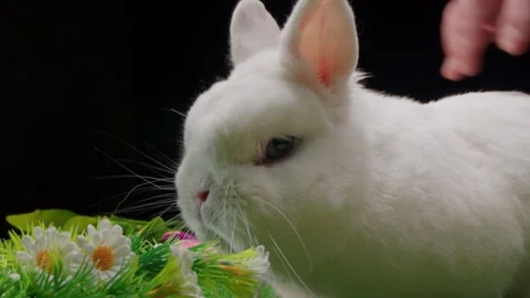 White rabbit resting amidst daisies and decorated Easter eggs nearby Video stock 330477964