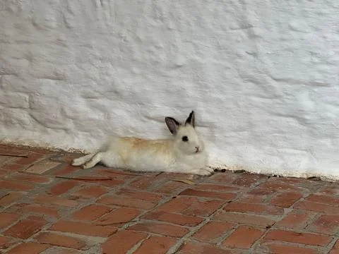 White Rabbit Resting on Brick Floor Stock Photos