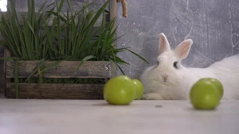 A white rabbit resting next to four apples and a wooden basket filled 스톡 동영상 112292036