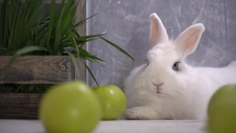 White rabbit resting next to green apples and a wooden basket filled with grass 스톡 동영상 112292355