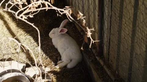White rabbit rests in shade near a wire fence inside a zoo enclosure. Calm Stock Footage 327481912