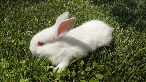 White rabbit runs on the green grass. Rabbit resting on the grass. Stock Footage 109453055