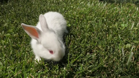 White rabbit runs on the green grass. Rabbit resting on the grass. Stock Footage 109453065