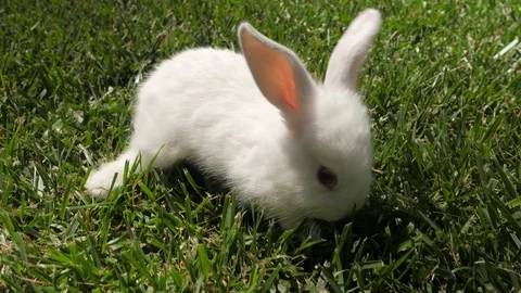 White rabbit runs on the green grass. Rabbit resting on the grass. Stock Footage 109453074