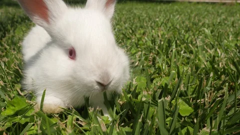 White rabbit runs on the green grass. Rabbit resting on the grass. Stock Footage 109453079