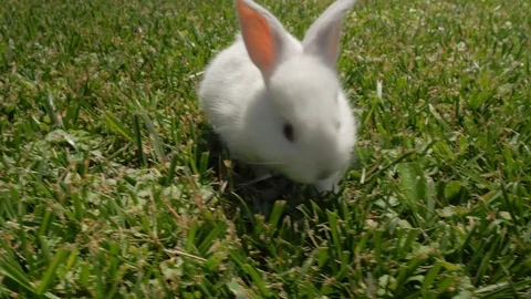 White rabbit runs on the green grass. Rabbit resting on the grass. Stock Footage 109453085