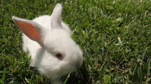 White rabbit runs on the green grass. Rabbit resting on the grass. Stock Footage 109453086