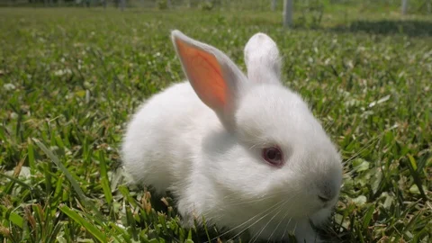 White rabbit runs on the green grass. Rabbit resting on the grass. Stock Footage 109453095