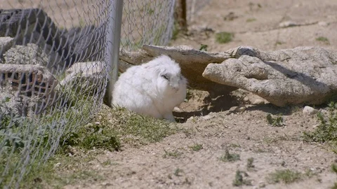 White rabbit scratching himself in slow motion Stock Footage