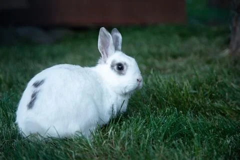 A white rabbit with several dark spots is sitting on the green grass, looking Stock Photos