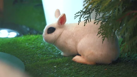 White rabbit sit on green grass, Little white bunny. easter concept. Stock Footage 196180789