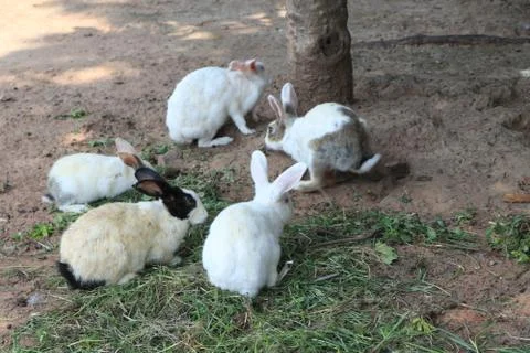 White rabbit sit in group Stock Photos