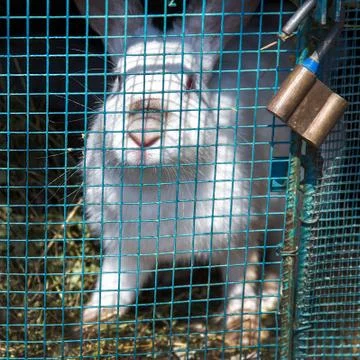 White rabbit sits in a cage Stock Photos