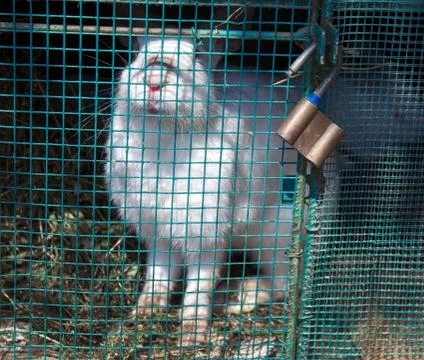 White rabbit sits in a cage Stock Photos