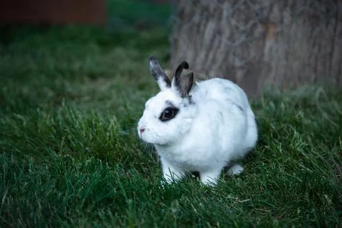 A white rabbit sits with its muzzle to the camera with its ears raised against a Stock Photos