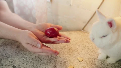 White rabbit sits on table and looks on male caucasian hands with red Easter egg Stock Footage 330497663