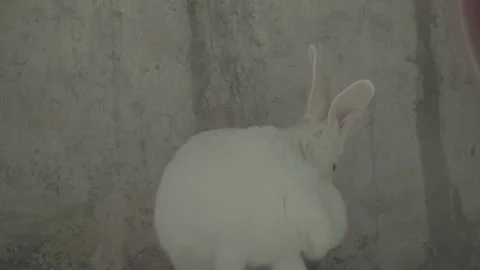 White Rabbit Sitting Against Plain Wall in China 4K Stock Footage 346202804
