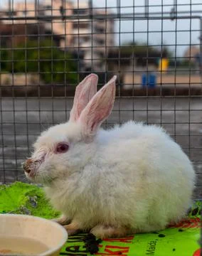 A white rabbit sitting in a cage Selective Focus Blurred Background Stock Photos