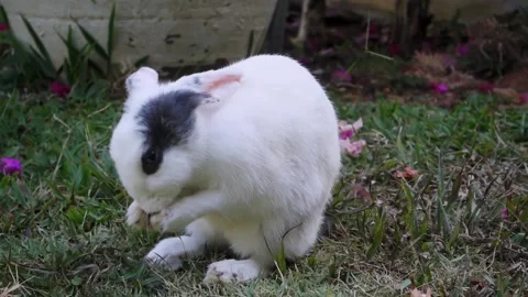 White rabbit sitting in grass and washes his ears. Stock Footage 220136908
