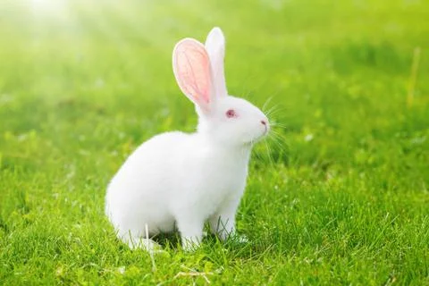 White rabbit sitting in grass Stock-Fotos