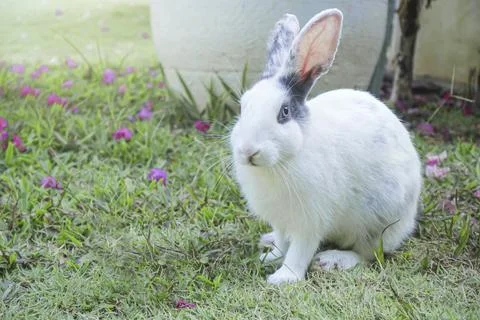 White rabbit sitting in grass. Stock Photos