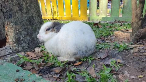 White rabbit sitting on grass Fotos Stock