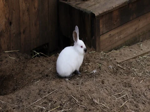 White rabbit sitting on the ground on a farm. Stock Footage 75954968