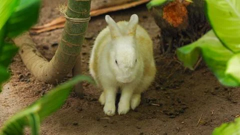 White Rabbit Sitting on the Ground Surrounded by Green Foliage Stock Photos